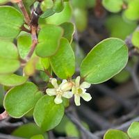 ワイヤープランツ,花壇,ガーデニング,庭木,山野草の画像