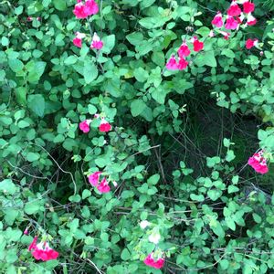 ハーブ,ハーブ園,ハーブを楽しむ,ハーブガーデン,ハーブの花の画像