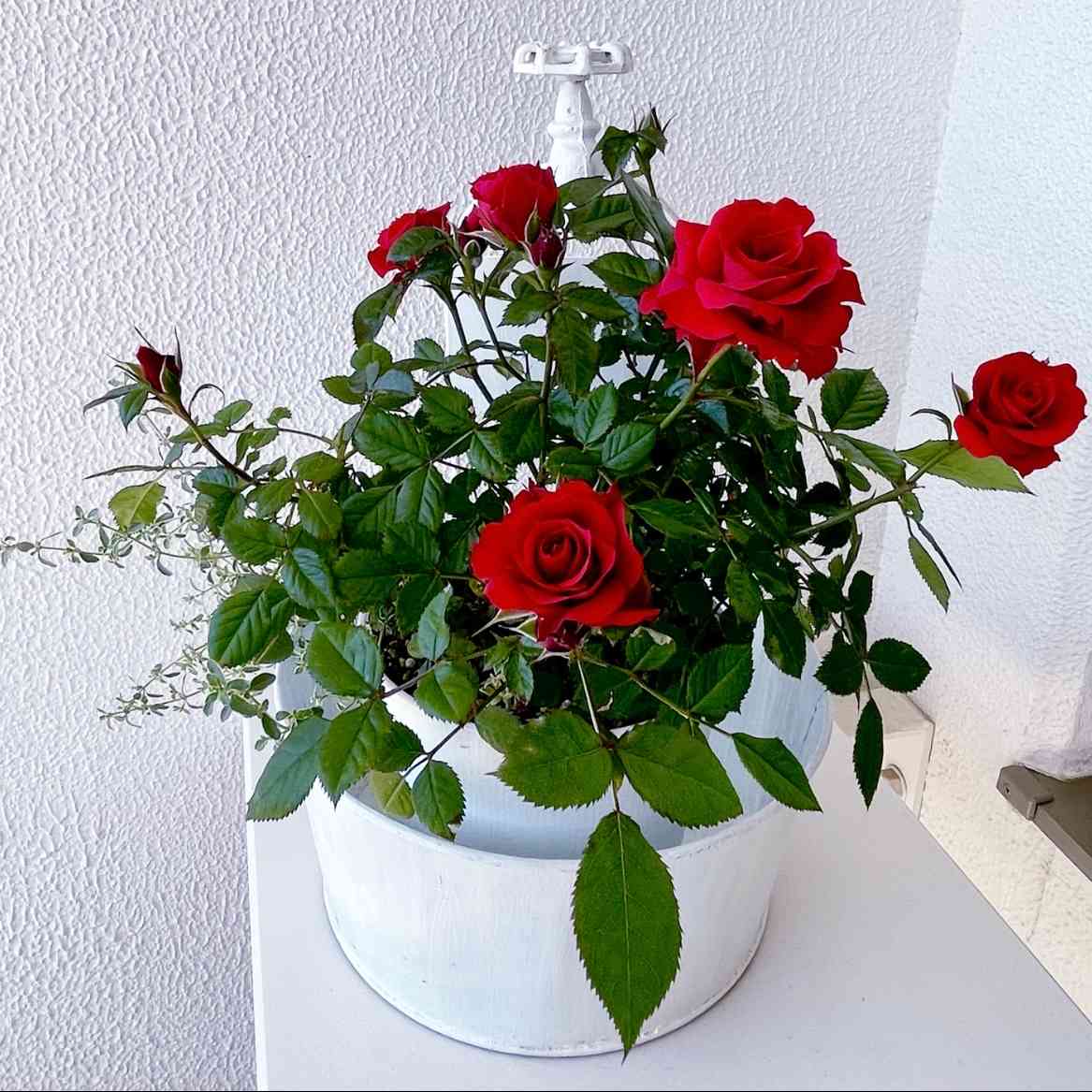 挿し木で作る寄せ植え（ミニバラ）｜🍀GreenSnap（グリーンスナップ）