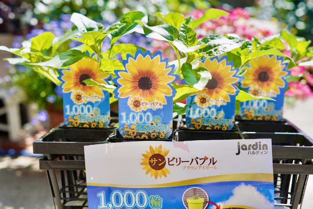 サンビリーバブルの成長記録🌻｜🍀GreenSnap（グリーンスナップ）