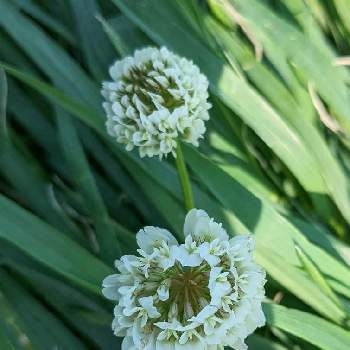 クローバー,シロツメクサ,野草,今日のお花,シロツメクサ クローバーの画像