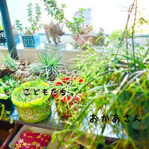 リプサリス,セリア,窓辺の植物たち,窓辺の植物,窓辺の画像