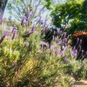 ラベンダー,紫の花,近所の公園,ハーブを楽しむ,ボリューム満点の画像