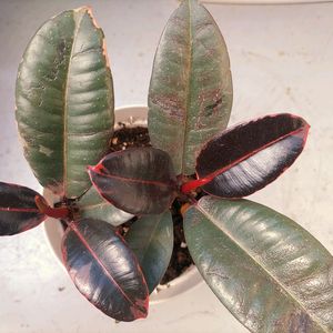 フィカス ルビー,フィカス,観葉植物,ダイソー,新芽の画像
