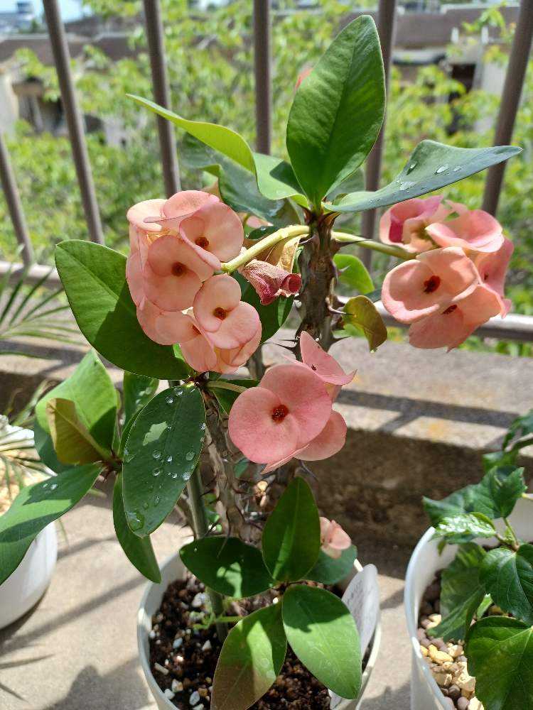 花麒麟　濃いピンク　鉢植え　【親株】 1682660593057_thum_395943_2023