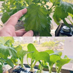 ミニちんげん菜,大葉 青しそ,種から,野菜 水耕栽培,室内栽培の画像