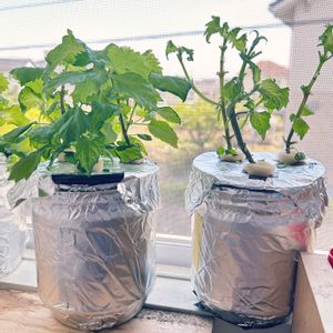 大葉 青しそ,大葉 青しそ,種から,野菜 水耕栽培,室内栽培の画像