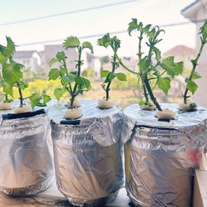 大葉 青しそ,大葉 青しそ,大葉 青しそ,種から,野菜 水耕栽培の画像