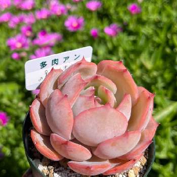 セラーナ,多肉植物,エケベリア属,ミニブロ. セラーナの画像