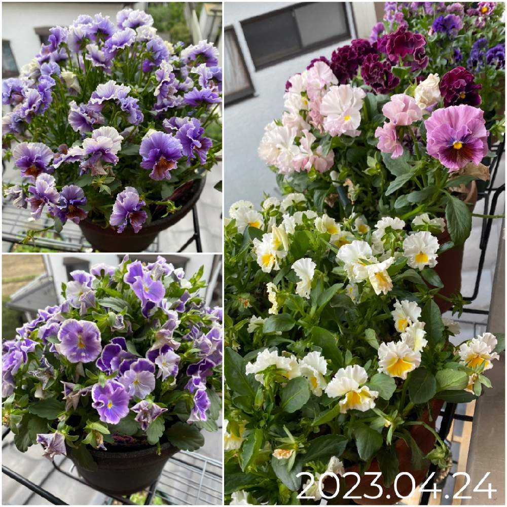 パンジー・ビオラ 2022Autumn→2023Spring｜🍀GreenSnap