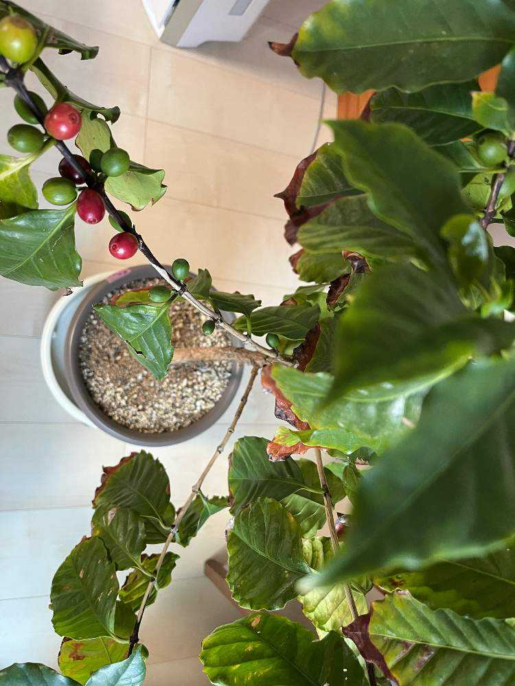 コーヒーの木☕️成長記録｜🍀GreenSnap（グリーンスナップ）