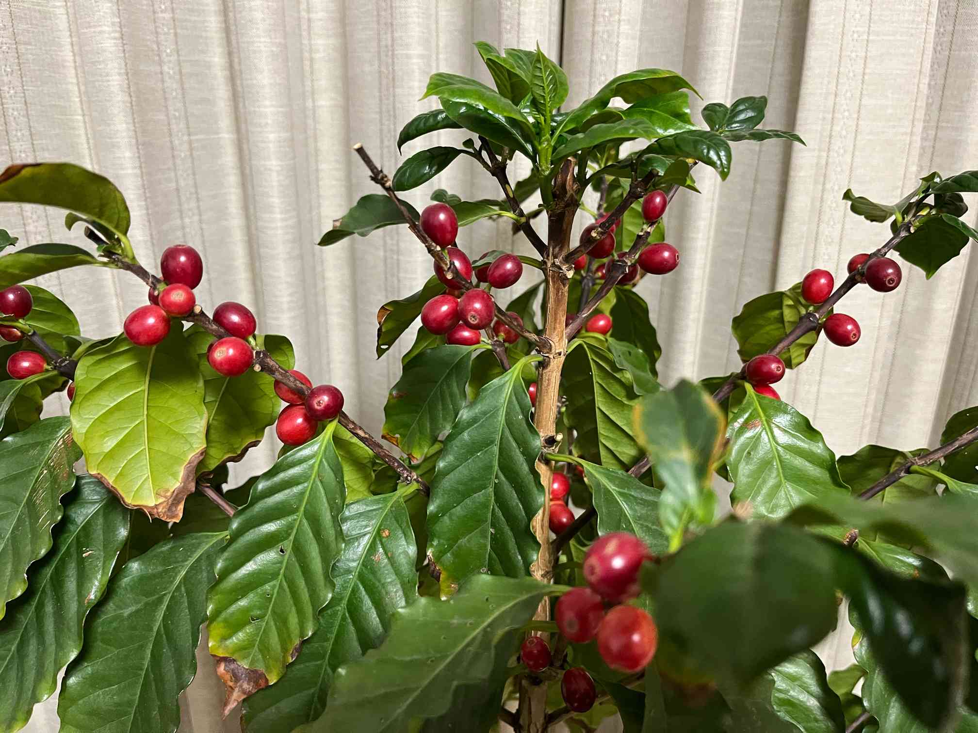 コーヒーの木☕️成長記録｜🍀GreenSnap（グリーンスナップ）