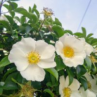 ナニワイバラ,散歩道の植物,モコの薔薇,モコの散歩道,お出かけ先の画像