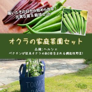 オクラ,ヘルシエ,収穫,プランター菜園,ベランダ菜園の画像