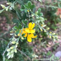 エニシダ,咲いた！,花のある暮らし,今日のお花,お写ん歩の画像