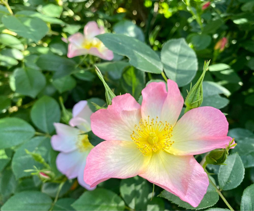 ピノ太郎さんの港の見える丘公園への投稿