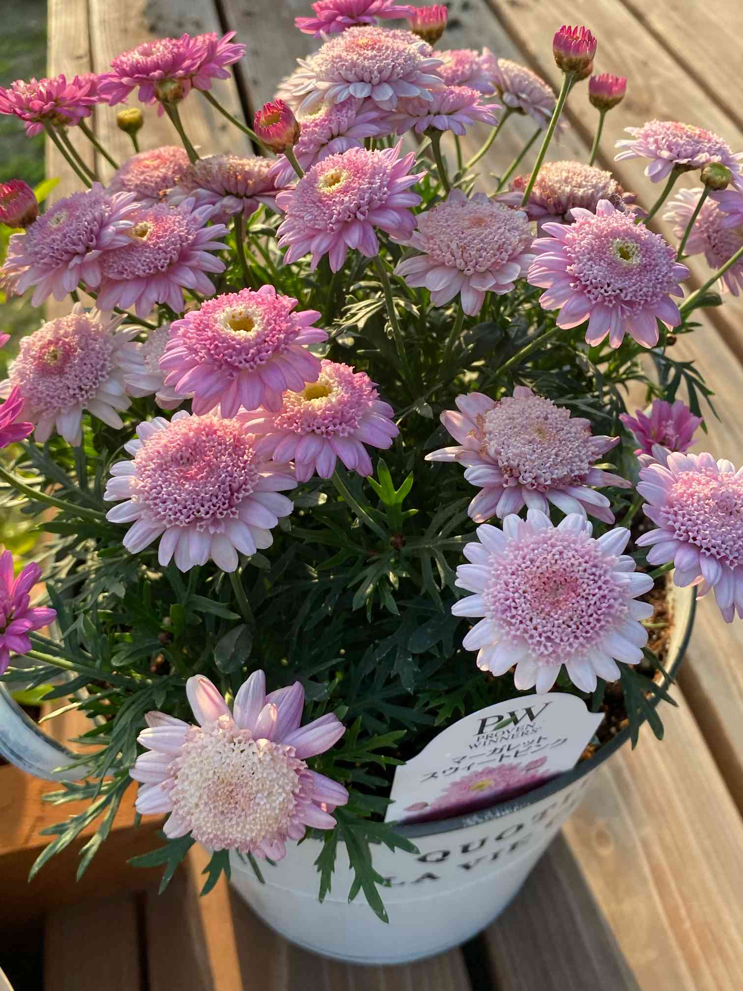 PW マーガレット スウィートピンク𓍯記録｜🍀GreenSnap（グリーン