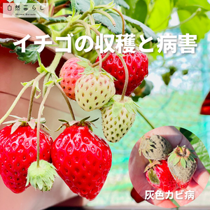 ガーデニング,植物のある暮らし,肥料,プランター栽培,ベランダ菜園の画像