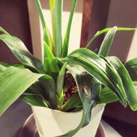 万年青,観葉植物,こまりねこ 万年青の画像