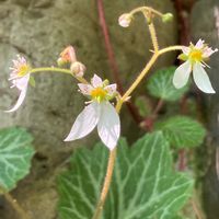 ユキノシタ,散歩,山野草,野草,在来種の画像