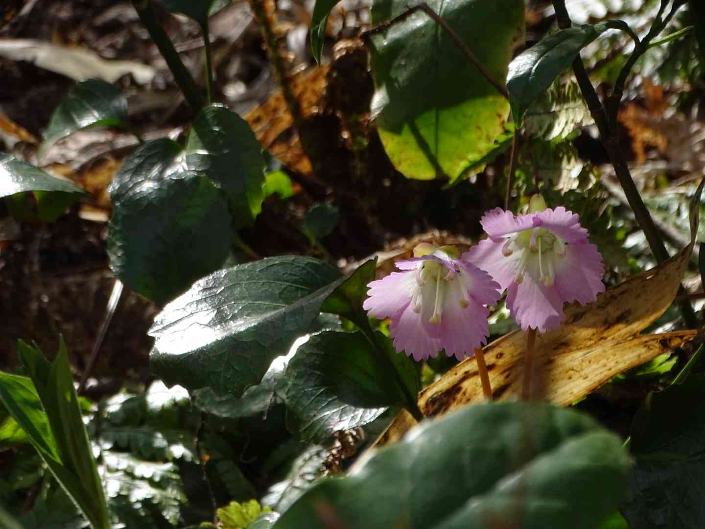 山野草　超希少斑入り　北岳草 山形市野草園アサギマダラ旅立ち終了のお知らせ】 2025.10.11 AM