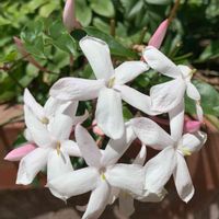 ハゴロモジャスミン,花のある暮らし,iPhone撮影,癒される♡,世界平和の画像