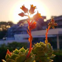 ラブウェーブ,M's Succulent Memories,M's Succulent Memories,Love & Peace,幸せの多肉の画像