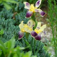 ジャーマンアイリス,花のある暮らし,伊豆の庭,✨アイリスの画像