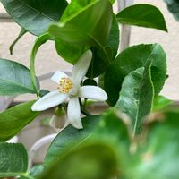 カボス,玄関の画像