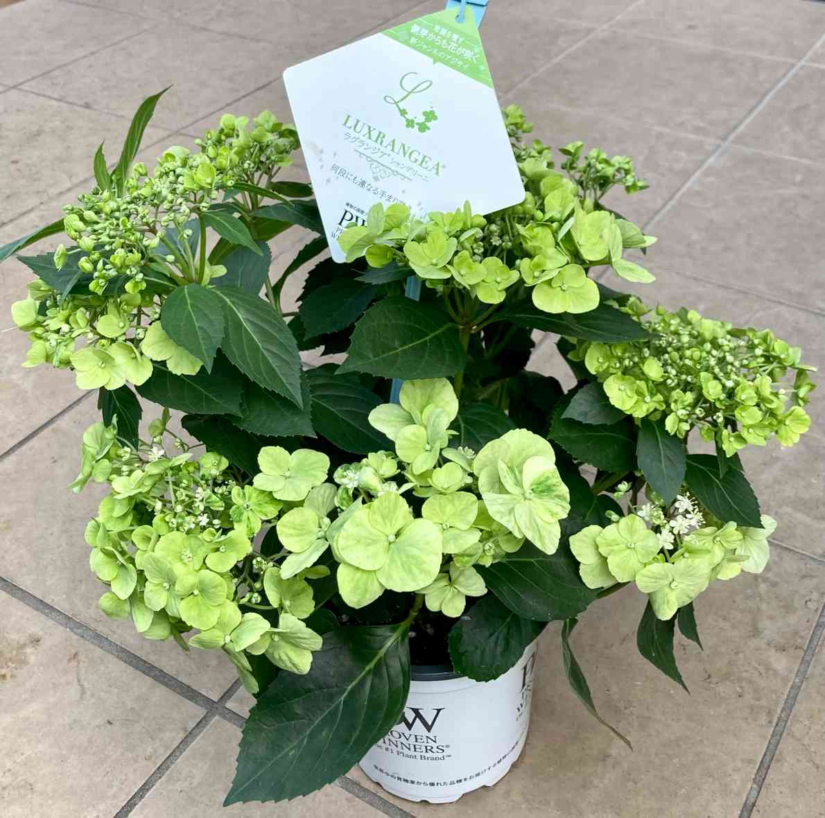 ランキングや新製品 ラグランジアシャンデリーニ成長記録です🍀｜🍀GreenSnap 花