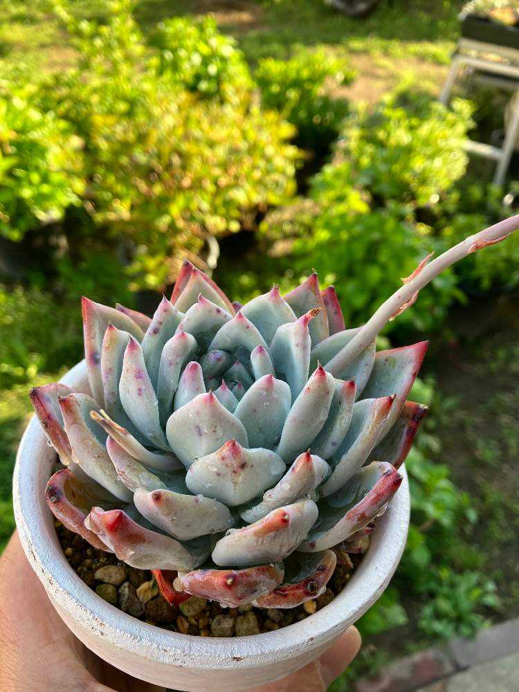 多肉植物 コロラータ 抜き苗 多肉植物 コロラータ 抜き苗