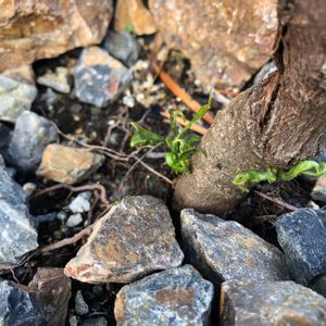 軒下,部屋の中,育成中,いい天気,植栽の画像