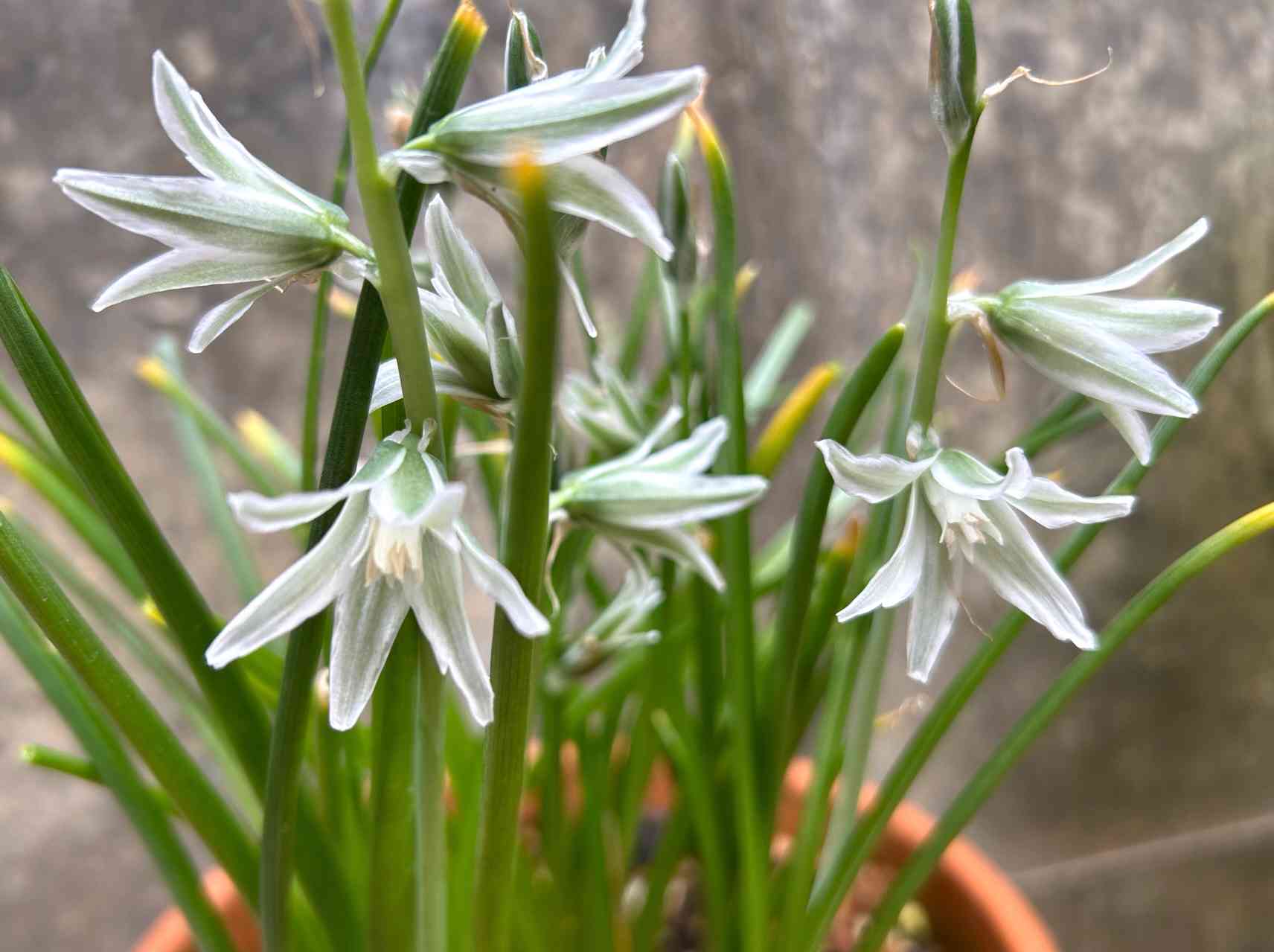 出品限り❤【７球】オーニソガラム『ヌタンス』植えっぱなしOK 出品限り❤【7球】オーニソガラム『ヌタンス』植えっぱなしOK ガラス