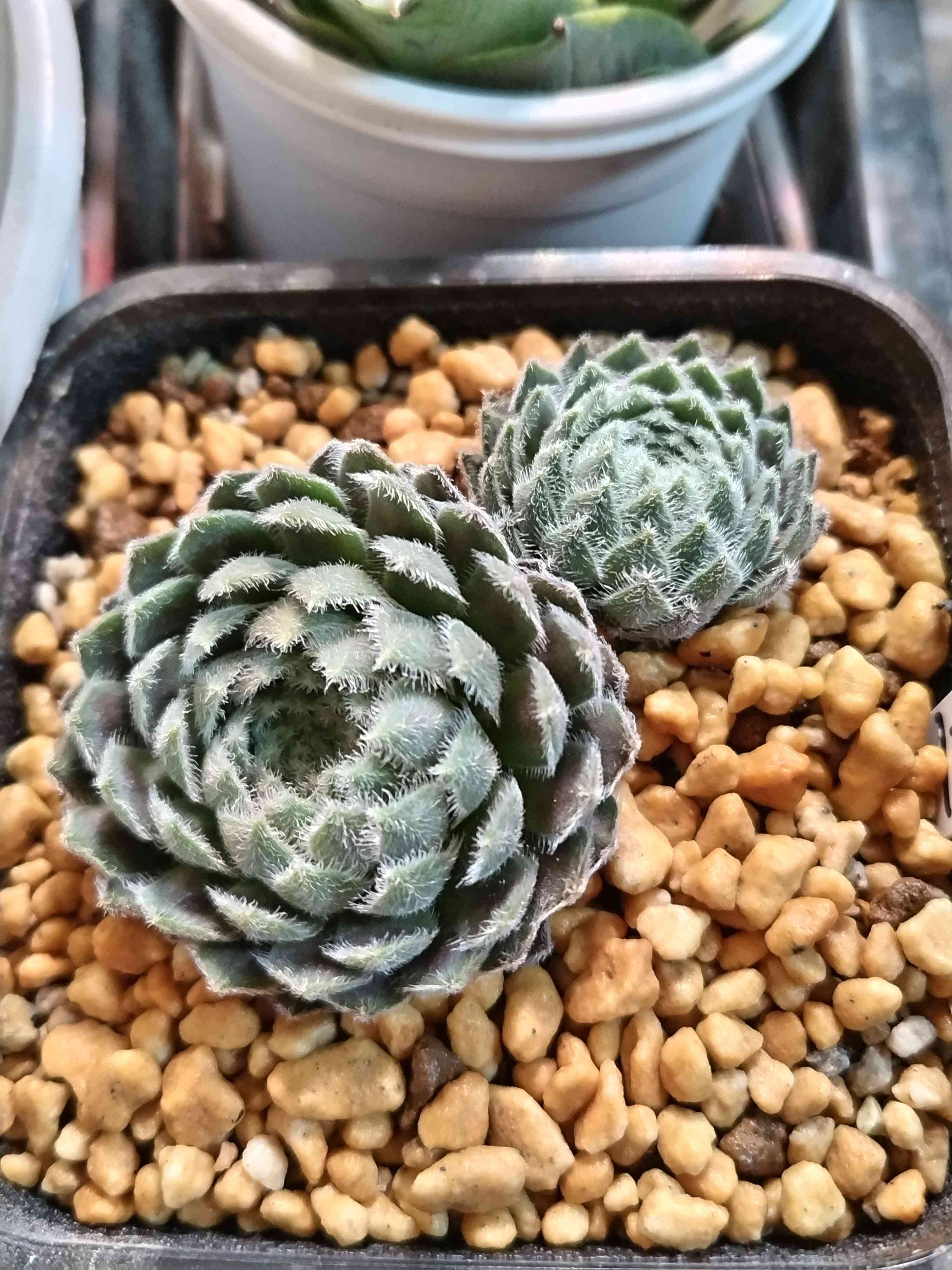 センペルNo.30 ハイランドミスト｜🍀GreenSnap（グリーンスナップ）