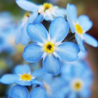 ワスレナグサ,今日のお花,100均マクロレンズ,酒と泪と植物と私,✢ふこポエム✢の画像