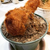 キンモウコウ,ゴールデンチャウチャウ,タカワラビ,ゴールデンモンキーの画像