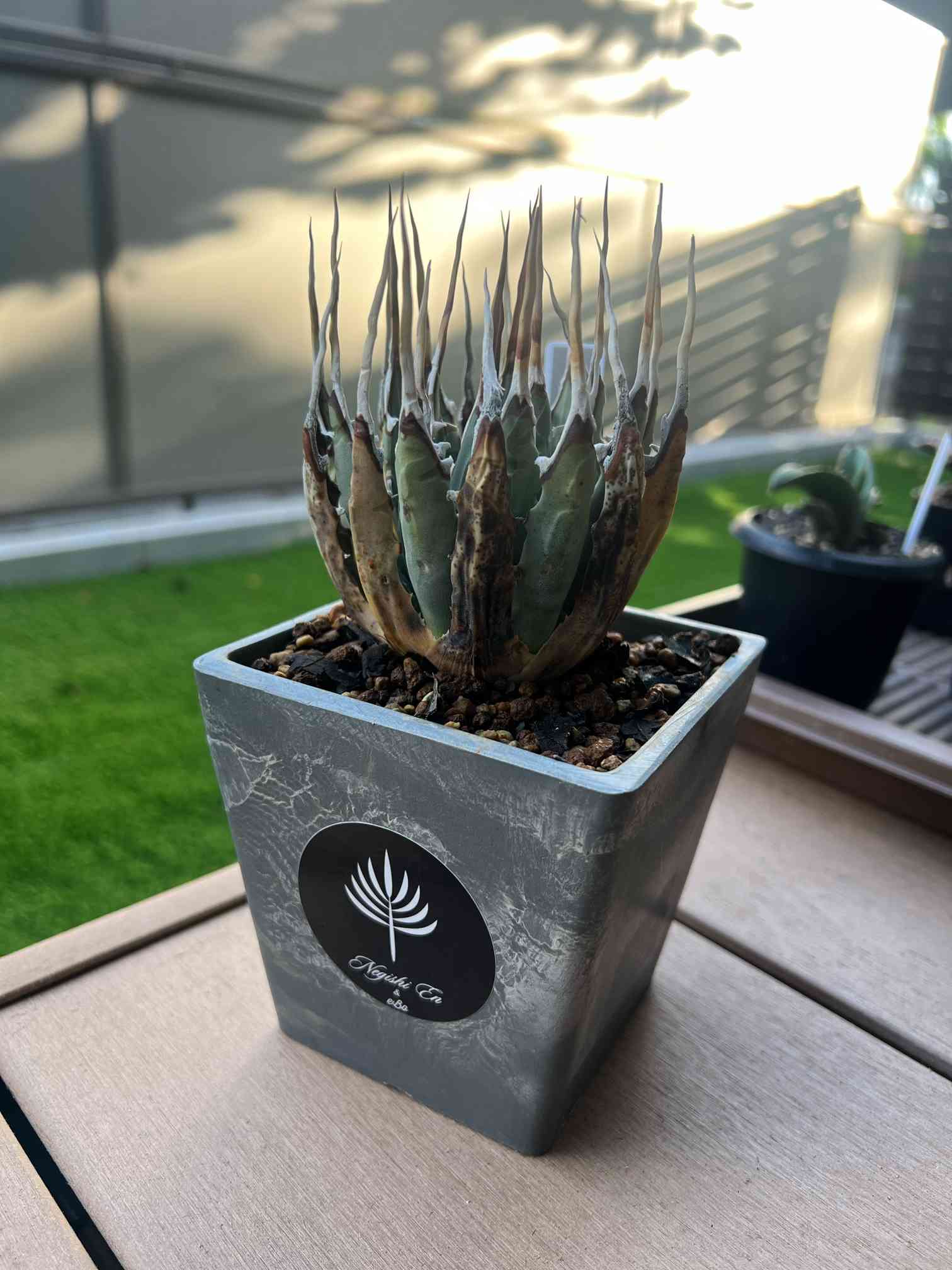 アガベ ユタエンシス エボリスピナ 成長記録｜🍀GreenSnap（グリーン