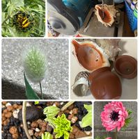 アネモネ,ヒマワリ,ラグラス バニーテール,かわいい,お迎えの画像