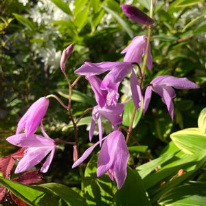 シラン（紫蘭）,和風庭園,テラコッタ,花と緑のある暮らし,おうち園芸の画像