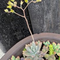 パキフィツム属,中庭,裏庭,寄せ植えの画像