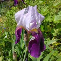 ジャーマンアイリスの画像