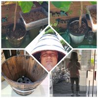 大型観葉植物,理想の植木鉢,観葉植物好き,観葉植物のある暮らし,インテリアグリーンの画像