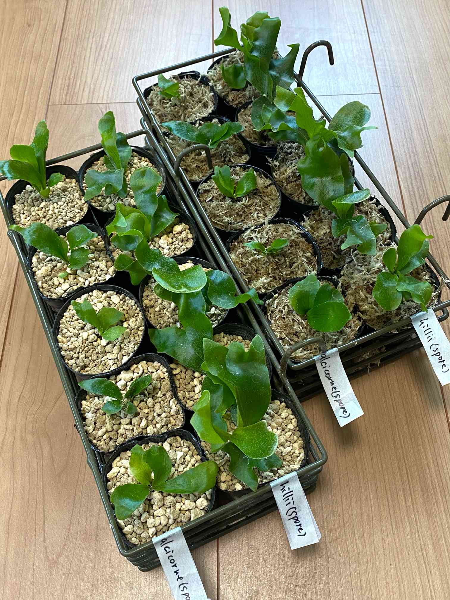 ビカクシダ質問用 無機質用土でビカクシダを育ててみる 2024.2.15｜🍀GreenSnap