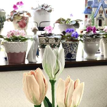 チューリップ,セントポーリア,素敵な花,おうち園芸,置物の画像