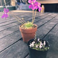 ムシトリスミレ,ウサギゴケ,休日の楽しみ,食虫植物,ピンクの花の画像