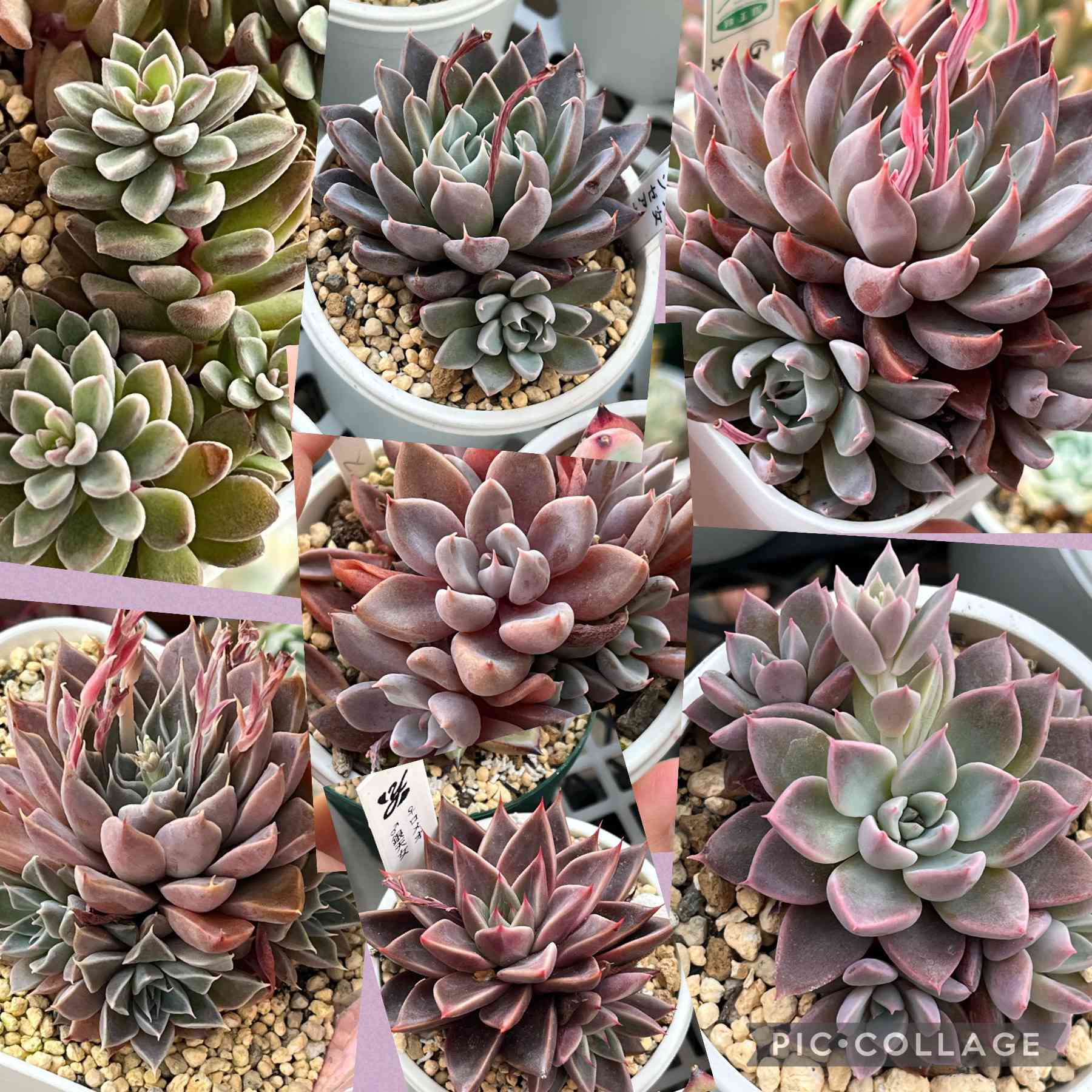 スプリングワンダー×銀天女の一覧｜🍀GreenSnap（グリーンスナップ）