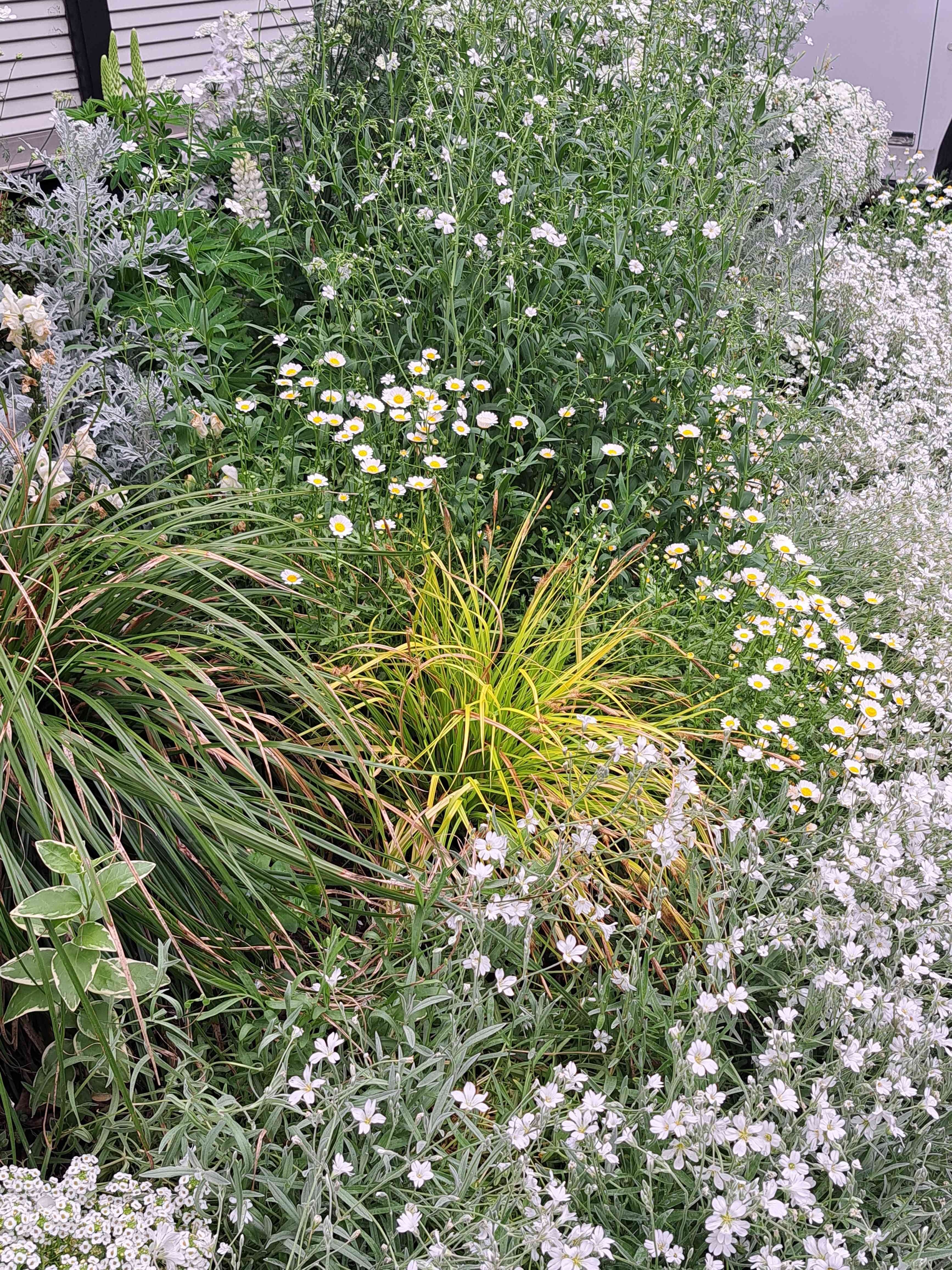 2023春 我家で育てた白い花達｜🍀GreenSnap（グリーンスナップ）