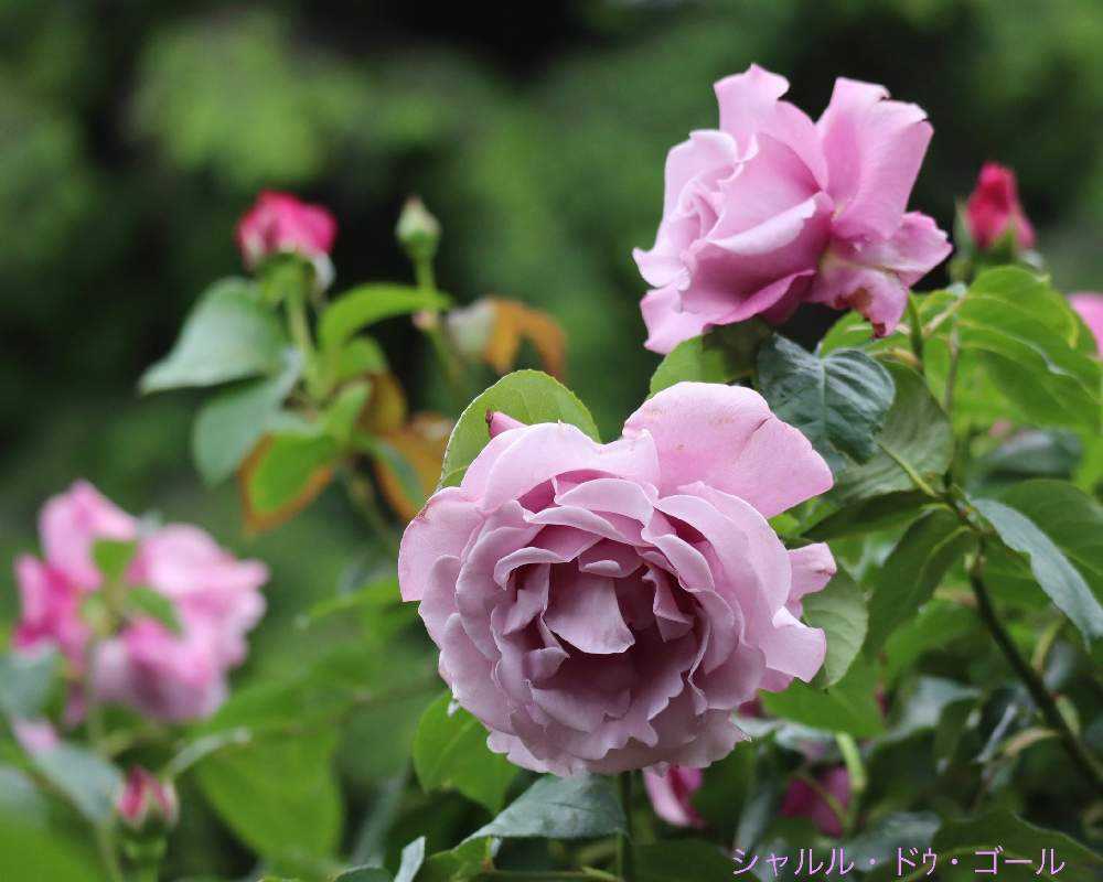薔薇の下 1682991275488_thum_693822_phot