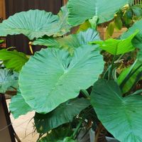 クワズイモ,ジャイアント　エレファント　イヤー,観葉植物,巨大化,こぼれダネの画像