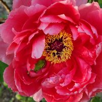ボタン,赤い花,夕暮れ時に,出会いに感謝♡,山裾で会いましたの画像